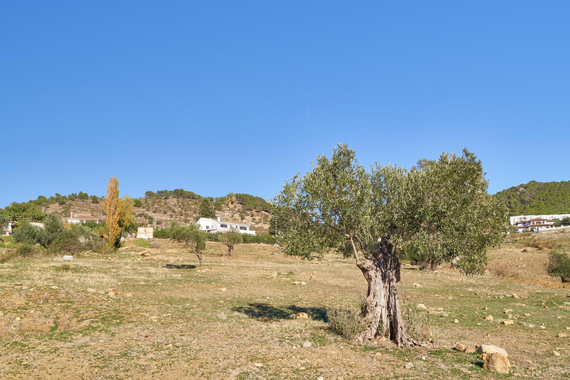 Alcaparaín Casa de Campo Carratraca